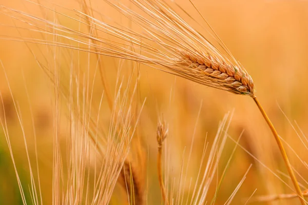 夏天成熟的大麦田 准备收割 有选择地集中种植 — 图库照片