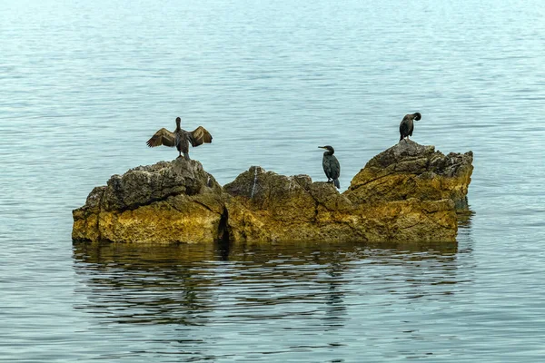Cormorants Resting Rocks Kvarner Gulf Adriatic Sea Selective Focus — Stock Photo, Image