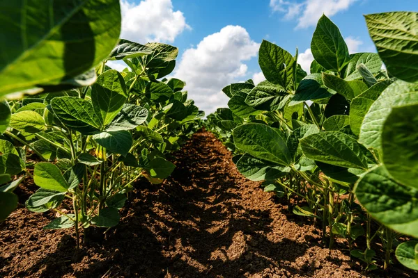 完全にきれいな農業プランテーションフィールドで栽培された若い緑の大豆の実生植物 選択的な焦点を当てた低角度ビュー — ストック写真