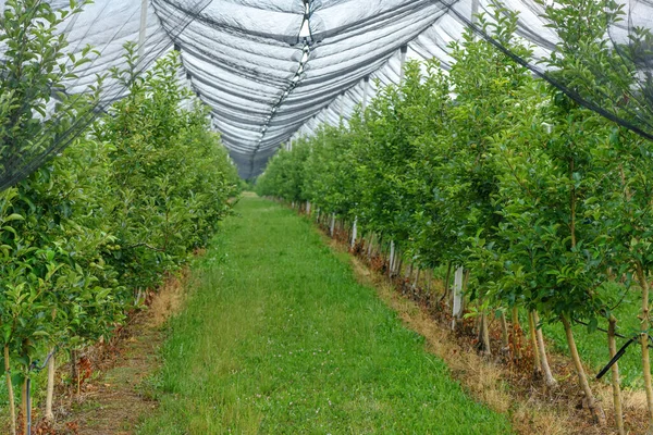 Hail Bird Protective Netting Apple Fruit Tree Orchard Spring Selective — Stock Photo, Image
