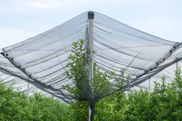 Hail Bird Protective Netting Apple Fruit Tree Orchard Spring Selective — Stock Photo, Image