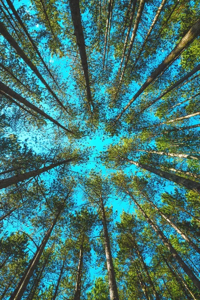 常緑樹の木々の上に青空と夏の背の高い松の木の土地の低角度ビュー セルビアのズラティボールにある自然公園 — ストック写真