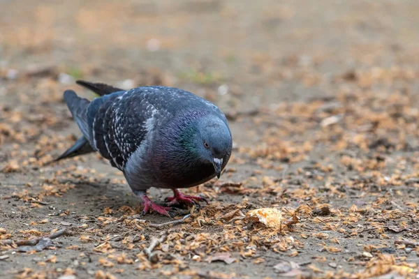 Feral Pigeon City Park Feeding Bread Crumbs Ground Selective Focus — Stock Photo, Image