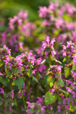 Benekli ölü ısırgan otu (Lamium maculatum) parkta yaban çiçeği, seçici bir odak noktası