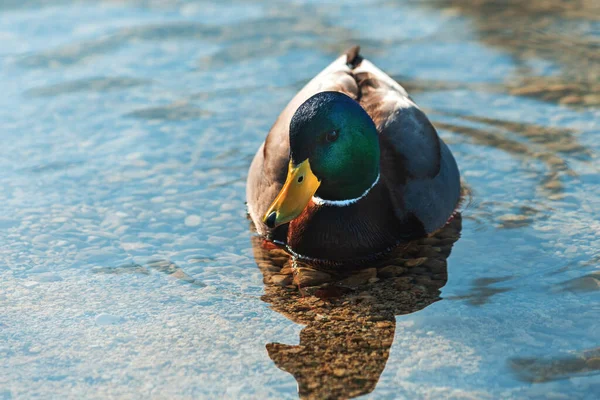 Mallard Duck Male Bird Floating Water Surface Lake Bled Slovenia — Stock Photo, Image