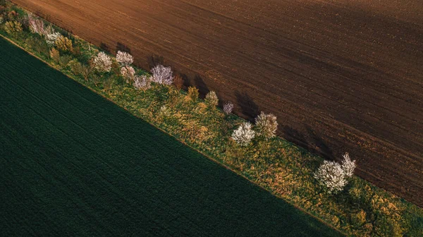 小果园空中拍摄 在农村景观中耕地间很少有树木 高视角无人地带 — 图库照片