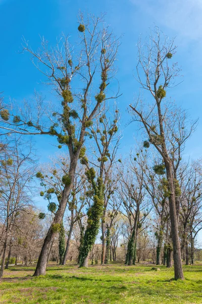 Cadının Süpürgesi Bir Ağaç Deformasyonudur Yoğun Filizler Tek Bir Noktadan — Stok fotoğraf