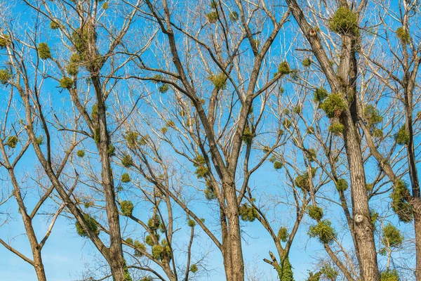 Vassoura Bruxa Uma Deformidade Árvore Massa Densa Brotos Cresce Partir — Fotografia de Stock