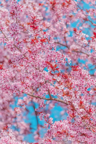 Kersenboomgaard Bloei Roze Bloeiende Boomtakken Het Voorjaar Selectieve Focus — Stockfoto