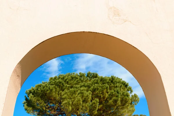 Dennenboom Gezien Door Betonnen Bogen Zonnige Zomerdag Lovran Kroatië — Stockfoto
