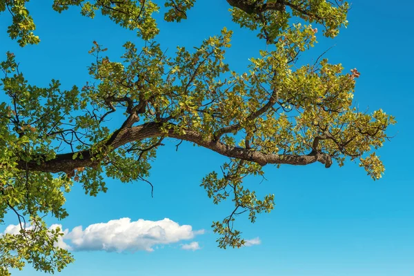 Mavi Gökyüzüne Karşı Yeşil Yapraklı Meşe Dalı Seçici Odak — Stok fotoğraf