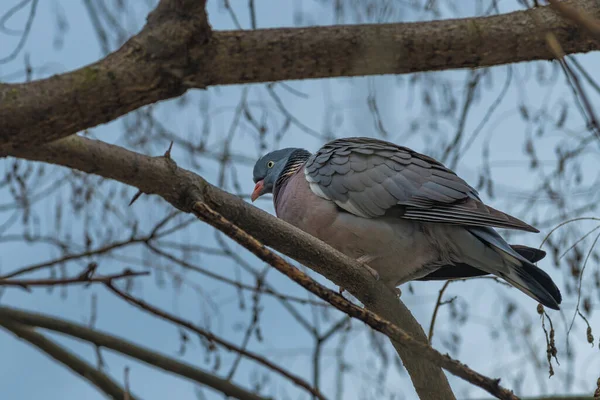 灰色鸽子在树枝上 角度低 有选择的焦点 — 图库照片