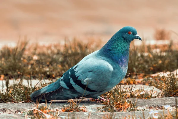 비둘기 비둘기로 도알려져 들비둘기는 선택적 초점을 맞추고 — 스톡 사진