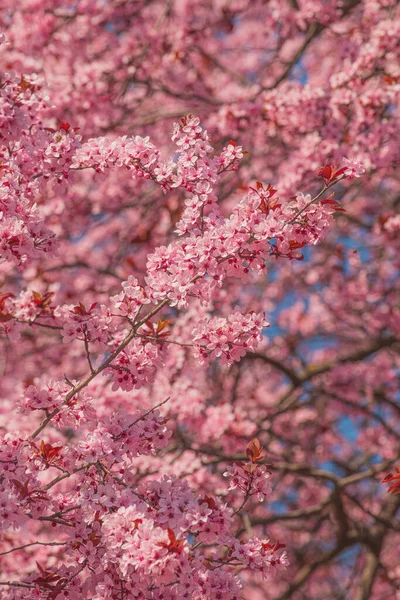 Cherry Orchard Bloom Pink Blossoming Tree Branches Spring Selective Focus — Stock Photo, Image