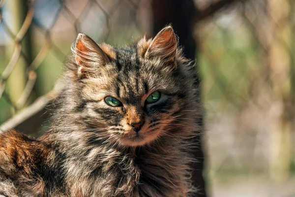 Retrato Una Raza Peluda Mixta Hembra Gato Doméstico Con Ojos — Foto de Stock