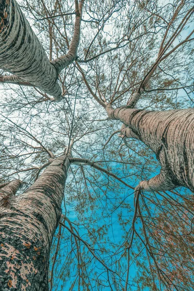 Parkta Çıplak Dalları Olan Gümüş Kavak Ağaçlarının Düşük Açılı Görüntüsü — Stok fotoğraf