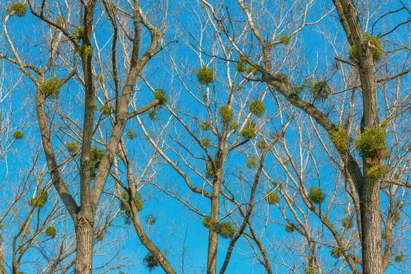 Cadı Süpürgesi Bir Ağaç Deformasyonudur Yoğun Filizler Tek Bir Noktadan — Stok fotoğraf