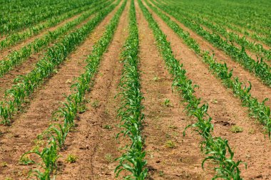 Zea mays filizleri, ekili tarlalarda mısır filizleri, seçici odaklanma
