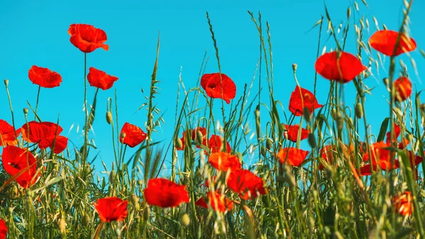 草甸中的番石榴或红罂粟花 这种开花的植物被用作纪念阵亡战士的象征 有选择的重点 — 图库照片
