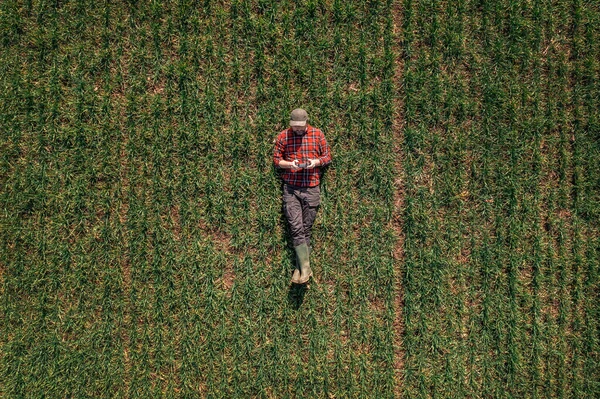Agricoltore Sdraiato Terra Utilizzando Telecomando Drone Osservare Campo Grano Coltivato — Foto Stock
