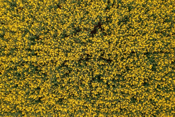 Aerial Shot Blooming Canola Crops Field Drone Pov Directly — Stock Photo, Image