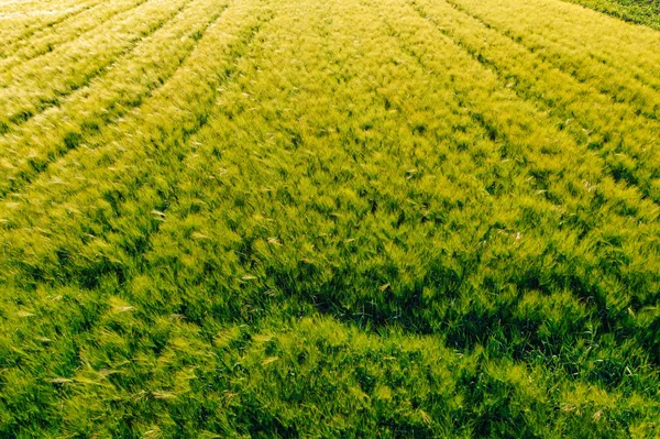 Аерофотозйомка Плантації Зеленого Ячменю Hordeum Vulgare Заході Сонця Безпілотника Pov — стокове фото