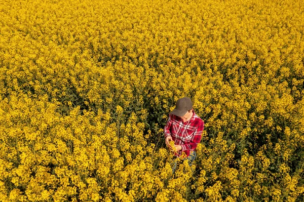 Wysoki Kąt Widzenia Kobiet Rolnik Badający Uprawy Rzepaku Rozkwicie Agronomist — Zdjęcie stockowe