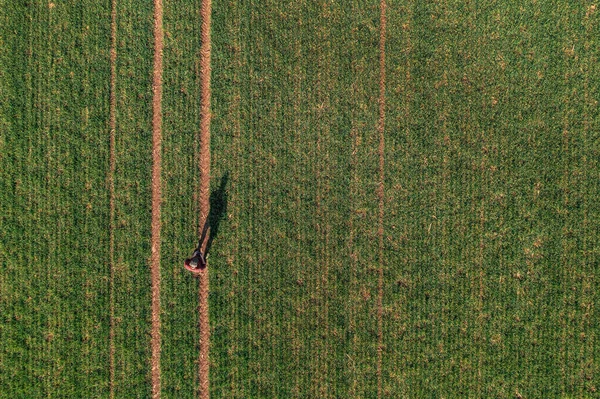 農業用ドローンを飛行し 栽培小麦のフィールドを観察するためにリモートコントローラを使用して農家 トップビュードローンPov — ストック写真