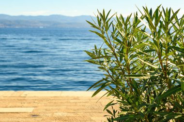 Hırvatistan 'ın Kvarner körfezinde zakkum (Neryum zakkum) seçici bir odak noktası