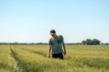 Orta yaşlı erkek çiftçi olgunlaşmamış arpa tarlasında yürüyor ve bitkilerin gelişimini inceliyor. Yeşil tişört ve kamyoncu şapkası giyen tarım işçisi Hordeum Vulgare çiftliğinde seçici bir odak noktası var.