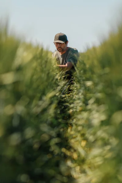 未熟な緑の大麦畑に不法占拠された中年農家労働者の肖像と 晴れた春の日に緑のトラッカーの帽子とTシャツを着てシリアル植物の耳の開発を検討し 選択的な焦点を当てた垂直画像 — ストック写真