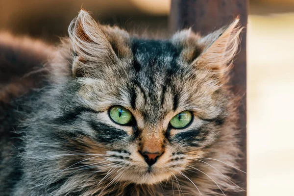 Porträt Einer Pelzigen Mischlingshündin Mit Grünen Augen Die Ragamuffin Erinnert — Stockfoto