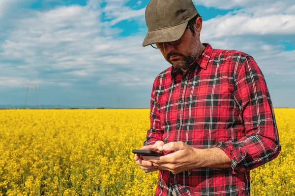 캐놀라 밭에서 스마트폰을 사용하는 래피드 농부입니다 활동에 있어서 혁신적 기술의 — 스톡 사진
