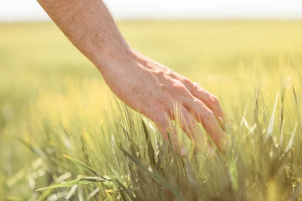栽培分野で熟していない大麦のスパイクに触れる農家 農業作物管理の概念でプランテーションに男性の手の閉鎖 選択的焦点 — ストック写真