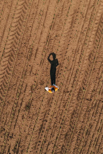 Aerial Shot Female Farmer Standing Corn Sprout Field Examining Crops —  Fotos de Stock