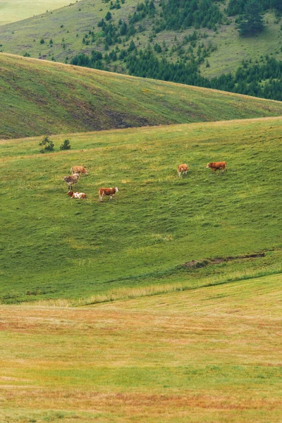 Αγελάδες Ελεύθερης Βοσκής Πράσινα Λιβάδια Βοοειδή Γαλακτοπαραγωγής Λόφους Zlatibor Επιλεκτική — Φωτογραφία Αρχείου