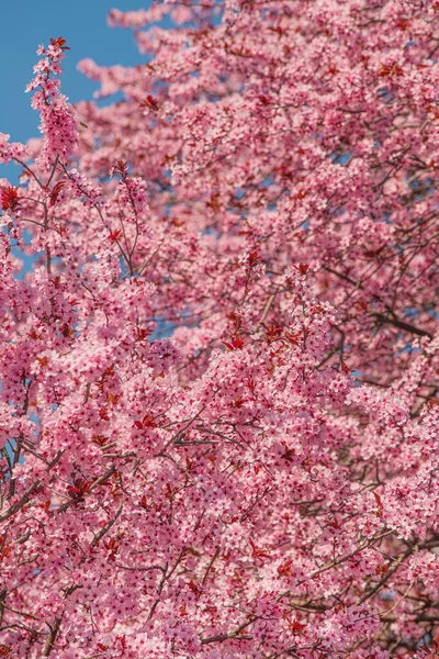 Pomar Cereja Flor Ramos Árvore Florescentes Rosa Primavera Foco Seletivo — Fotografia de Stock