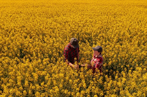 High Angle View Two Farm Workers Examining Crops Blooming Rapeseed —  Fotos de Stock