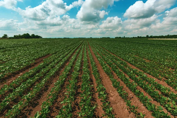 Junge Grüne Sojabohnenpflanzen Kultivierten Vollkommen Sauberen Landwirtschaftlichen Plantagenfeldern Selektiver Fokus — Stockfoto