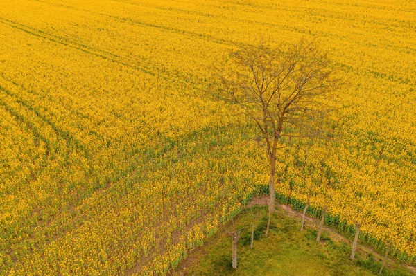 Μοναχικό Δέντρο Στο Ανθισμένο Πεδίο Ελαιοκράμβης Από Ψηλά Drone Pov — Φωτογραφία Αρχείου