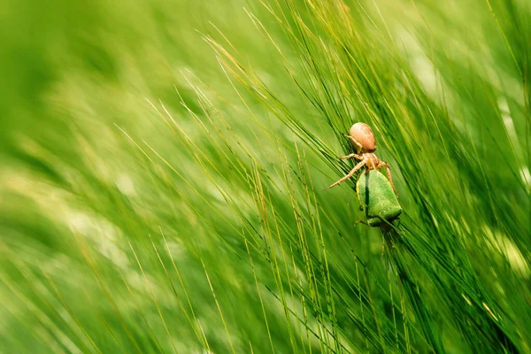 Running Crab Spider Killing Green Forest Bug Barley Field Selective — Stock Photo, Image