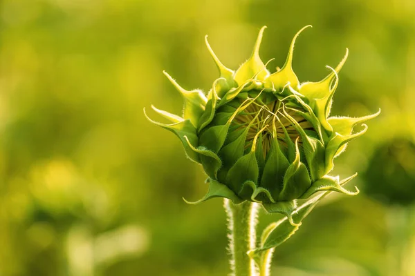 Ungeöffneter Sonnenblumenkopf Kultiviertem Landwirtschaftlichem Feld Sonnigem Sommernachmittag Selektiver Fokus — Stockfoto