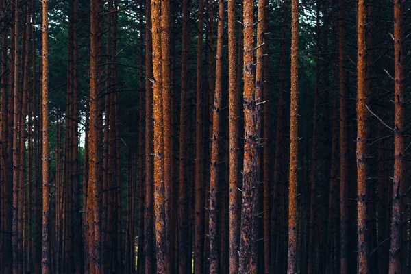 Zlatibor Dağ Ormanlarında Uzun Çam Ağaçları Gövdeleri Seçici Bir Odak — Stok fotoğraf