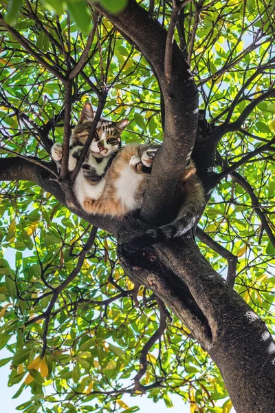 Lazy Stray Cat Sleeping Tree Branch Summer Selective Focus — Stock Photo, Image