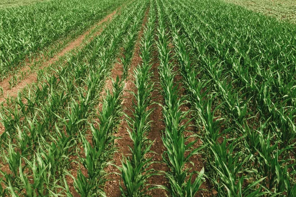 栽培農業植林地で栽培されているトウモロコシの苗の空中撮影 ドローンのPov — ストック写真