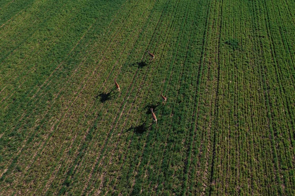 Aerial Shot Group Roe Deer Running Cultivated Wheat Grass Field — Fotografia de Stock