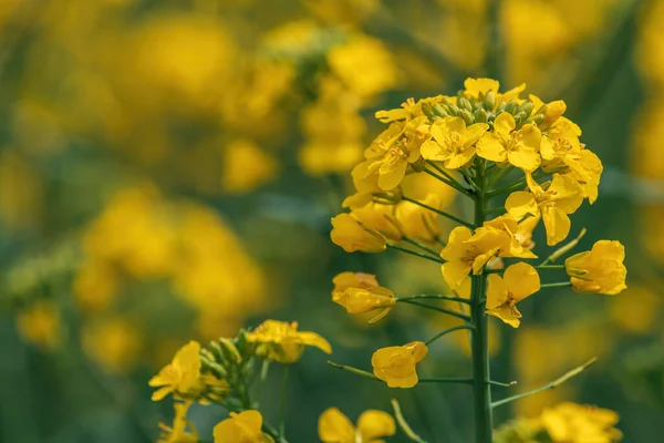 Zbliżenie Zdjęcie Piękny Żółty Kwiat Rzepaku Pole Rzepaku Rozkwicie Skupienie — Zdjęcie stockowe