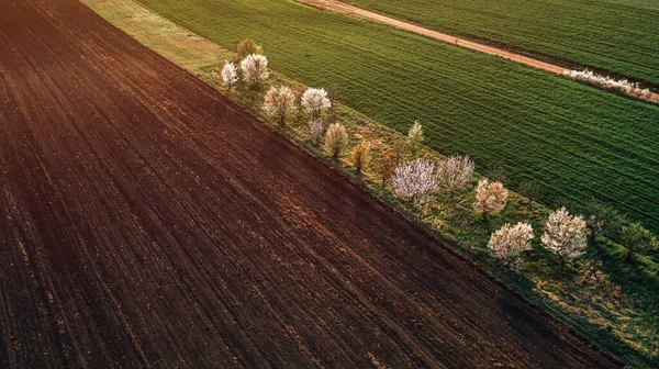 田園風景の栽培フィールドの間にいくつかの木を持つ小さな果樹園の空中ショット 高角度ビュードローンPov — ストック写真