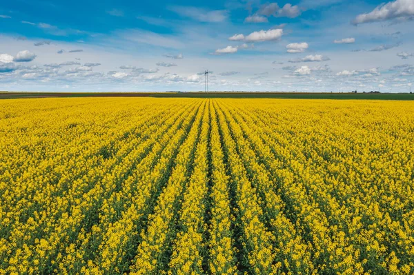 Blooming Canola Crop Plantation Spring Drone Pov High Angle View — Stock Photo, Image