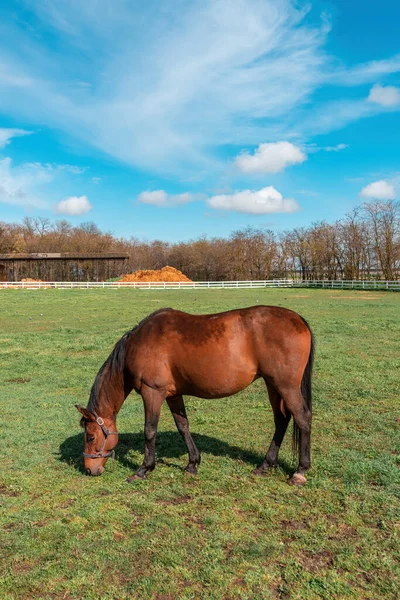 Brown Female Horse Mare Grazing Grass Countryside Equine Farm Paddock — Stock Photo, Image
